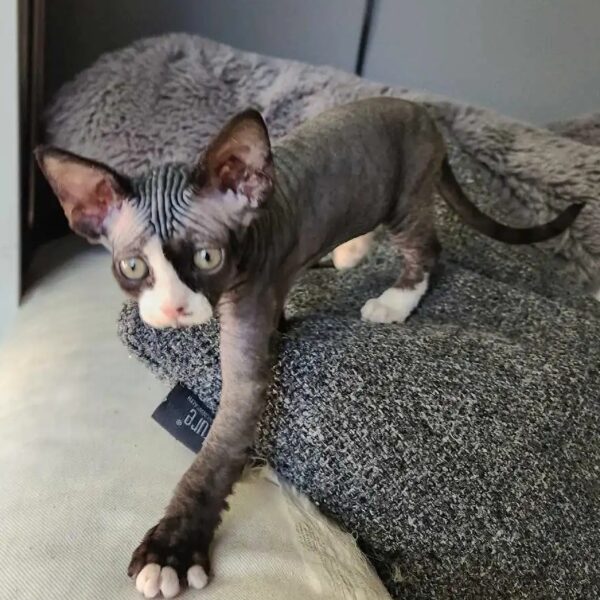 DEVON REX KITTENS