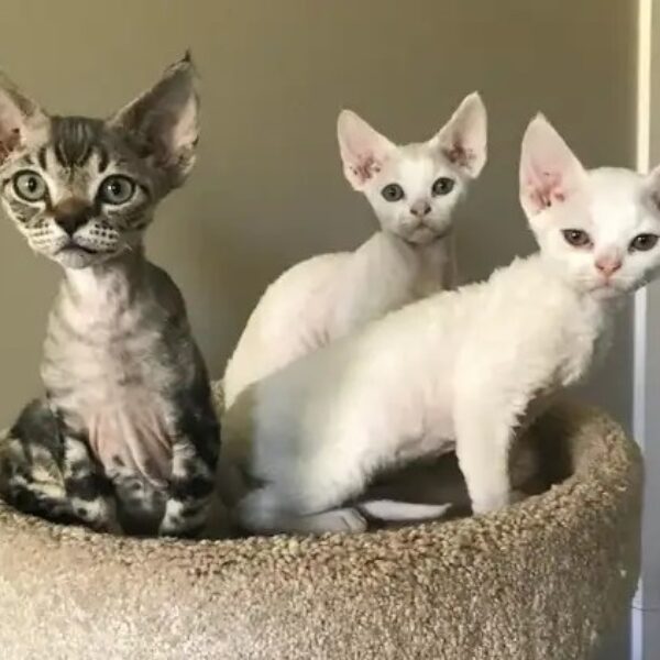 Devon Rex kittens males and females