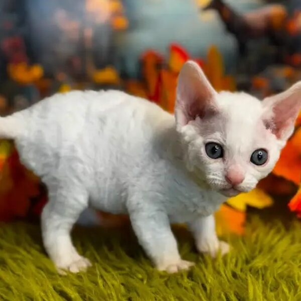 Beautiful White Sphynx Girl – Ready Now