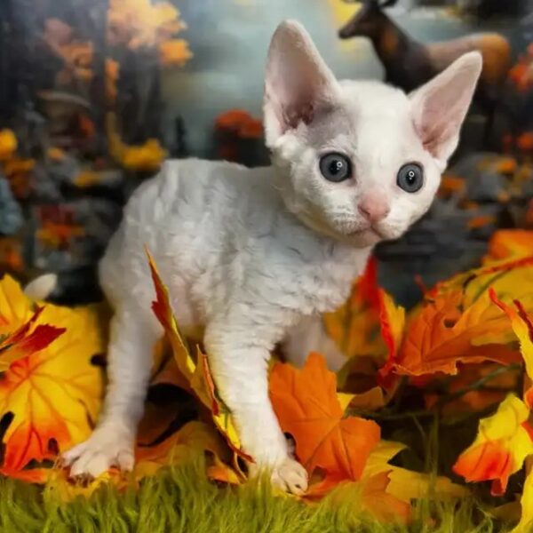 Beautiful White Sphynx Girl – Ready Now
