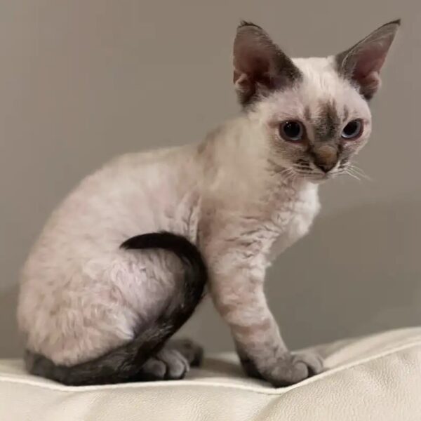 Playful Devon Rex Girls – Ready to Reserve