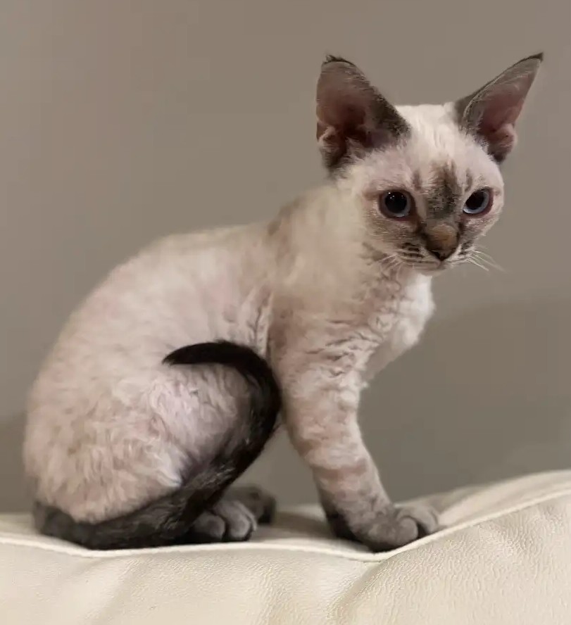 Playful Devon Rex Girls – Ready to Reserve