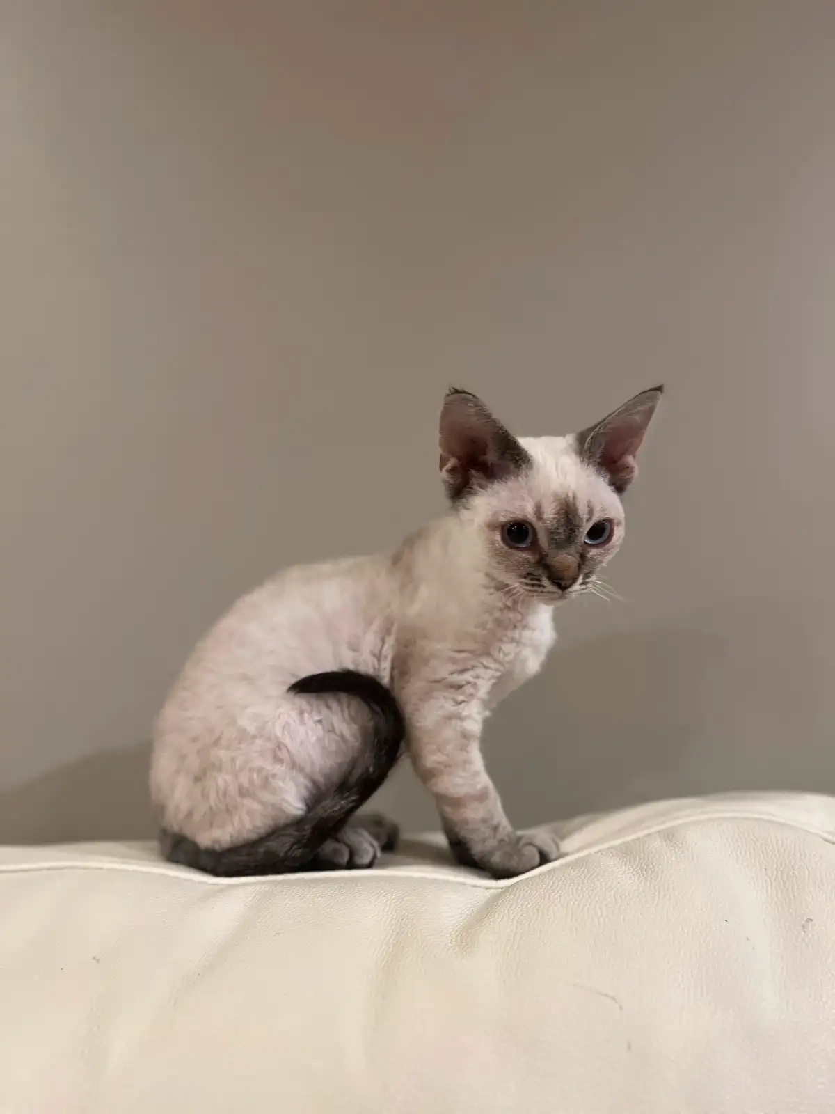 Playful Devon Rex Girls – Ready to Reserve - Image 2