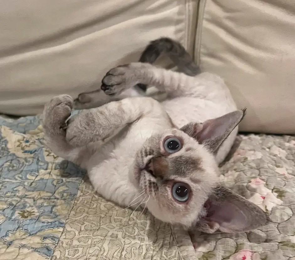 Playful Devon Rex Girls – Ready to Reserve - Image 3