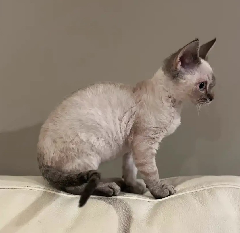 Playful Devon Rex Girls – Ready to Reserve - Image 4