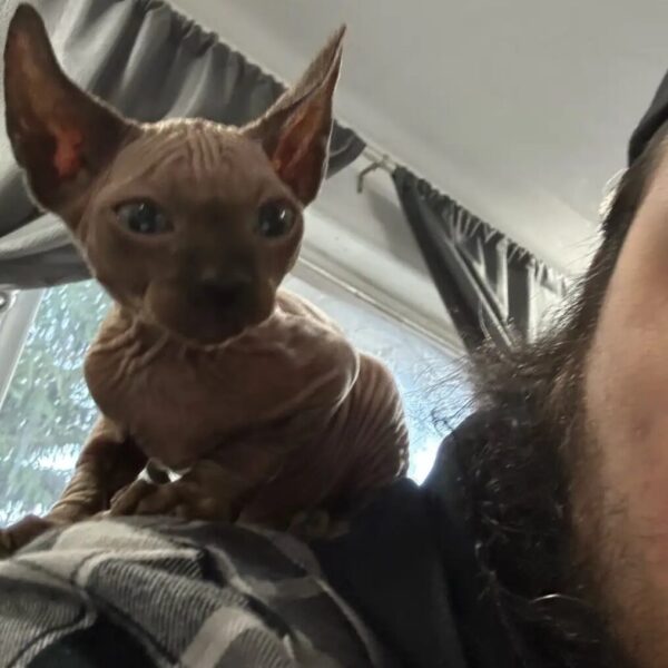 Purebred Devon Rex Kittens – Nearly Ready!