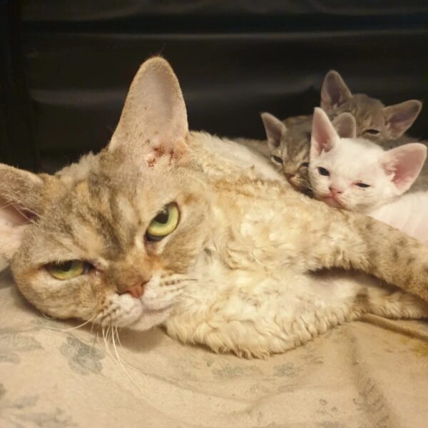 Devon Rex female kittens for sale