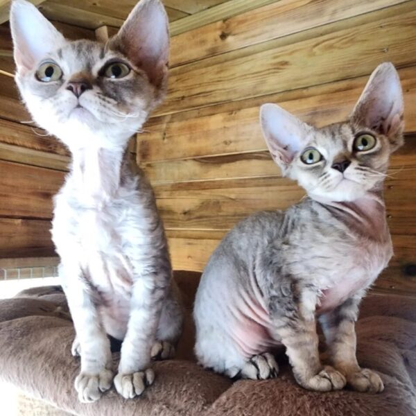 Devon Rex female kittens for sale
