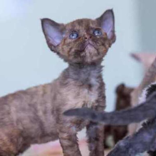 Registered Devon Rex Kittens for sale usa