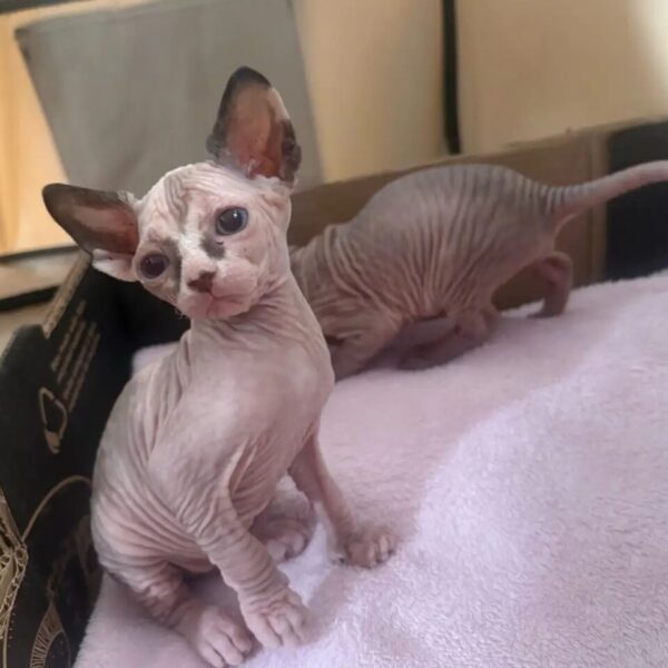 Canadian Sphynx Kittens Available
