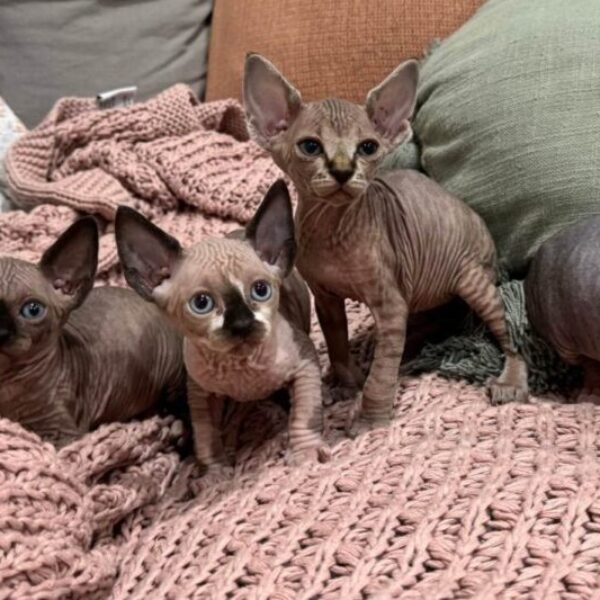 Pedigree Sphynx kittens, 6 weeks old. Will be desexed