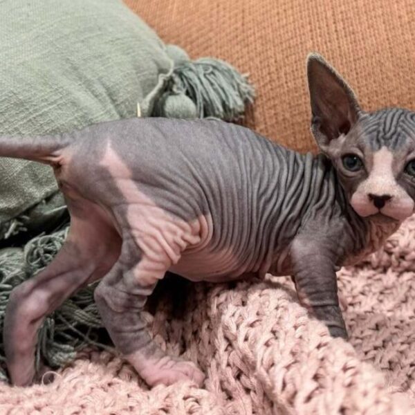 Pedigree Sphynx & Elf Kittens – Males & Females