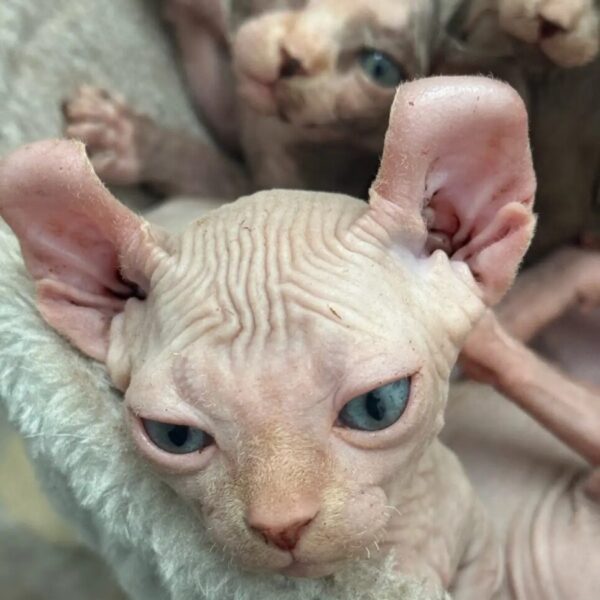 Bonded pair of Sphynx kittens - bambino & Dewelf