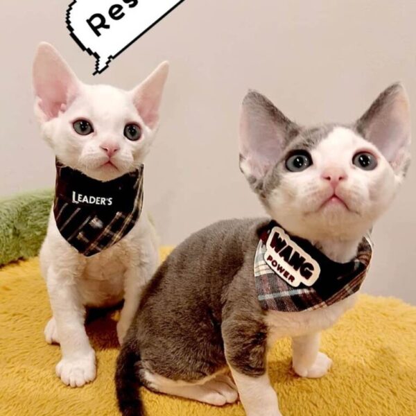 Super adorable Devon Rex kittens