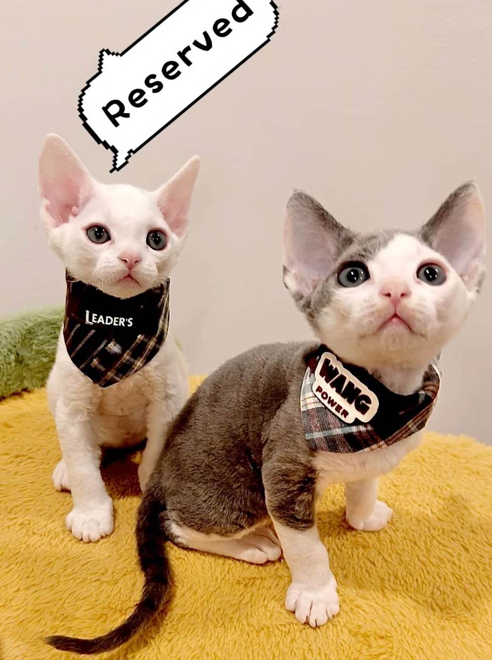 Super adorable Devon Rex kittens