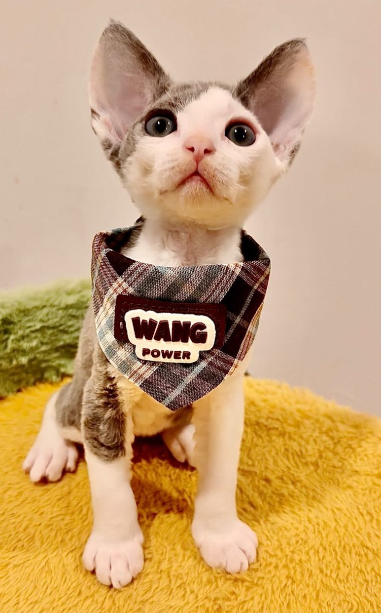 Super adorable Devon Rex kittens - Image 2