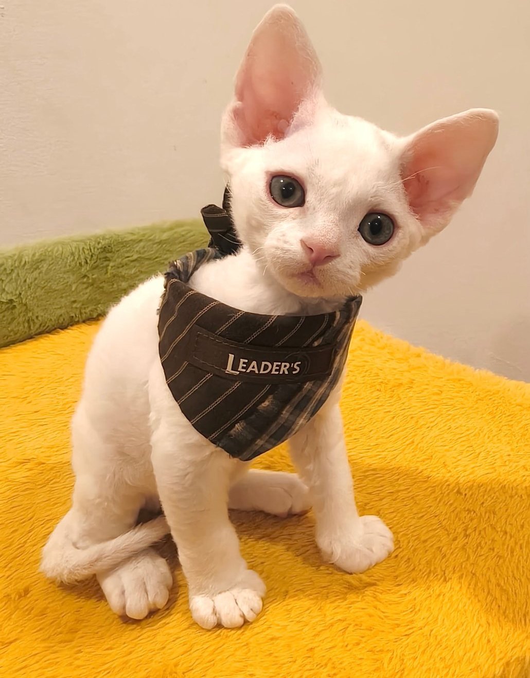 Super adorable Devon Rex kittens - Image 3