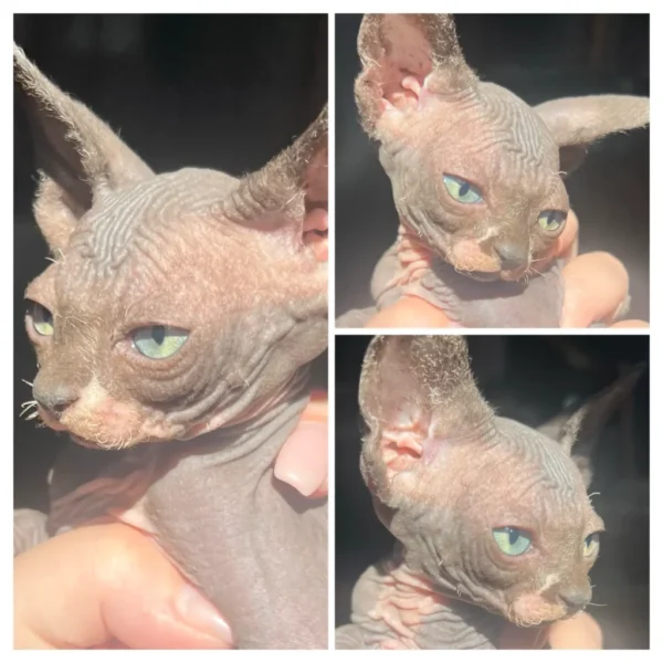 Available baby Pure bred Sphynx kittens