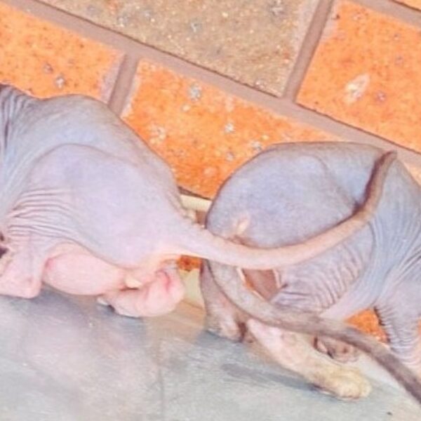 Available baby Pure bred Sphynx kittens