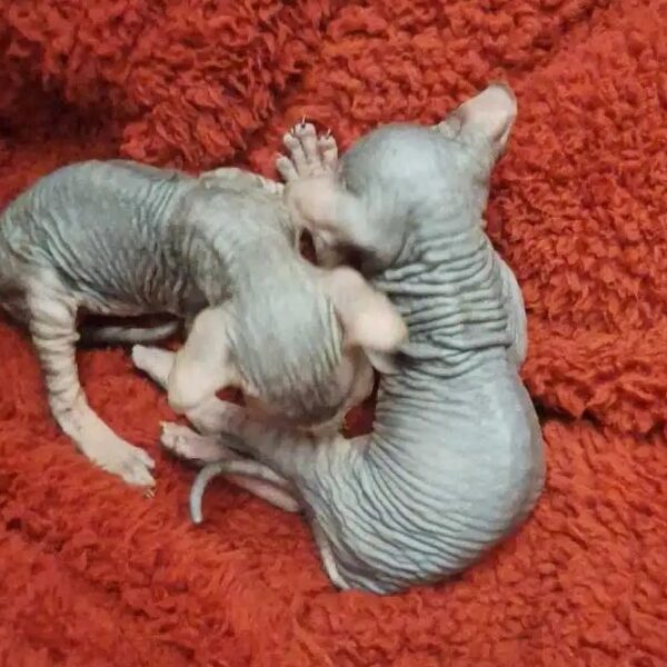 Discover these adorable female Sphynx kittens