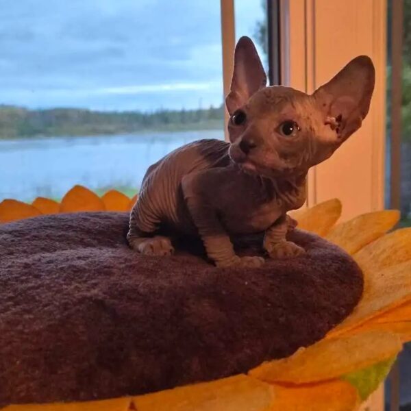 Adorable Sphynx kitten