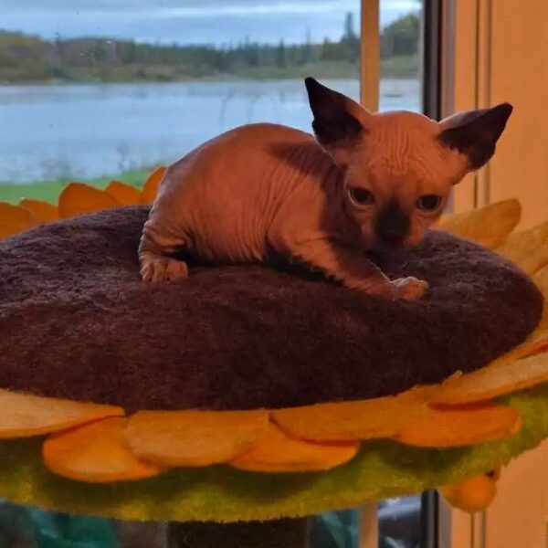 Adorable Sphynx kitten
