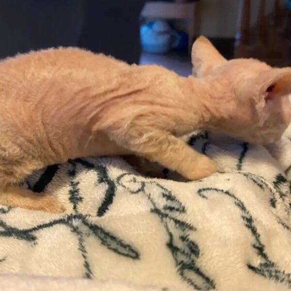 Sphynx and rex Kittens