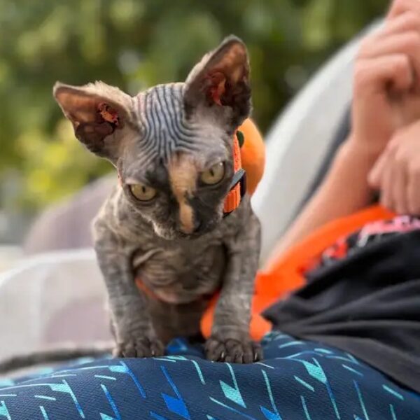 Female Sphynx Kittens - Liva