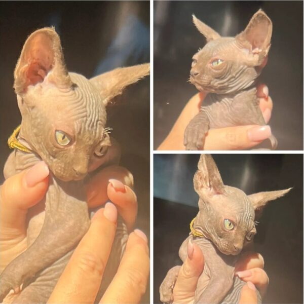 Available baby Pure bred Sphynx kittens