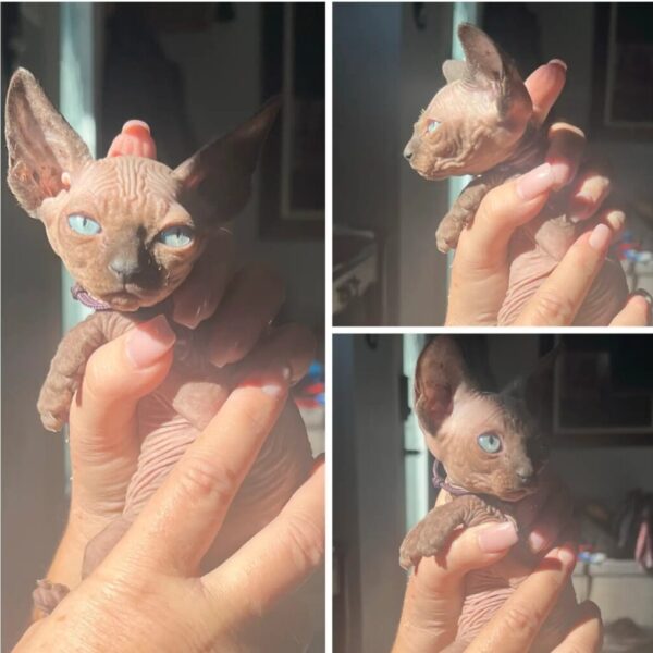Available baby Pure bred Sphynx kittens