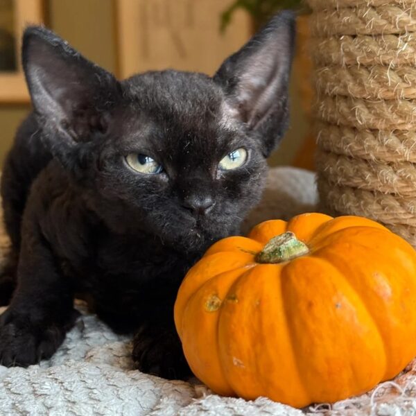 Last Devon Rex kitten, Female Devon Rex for sale, Show-line Devon Rex kitten, Adopt Devon Rex near me, Premium Devon Rex breeder, Devon Rex kitten ready now,