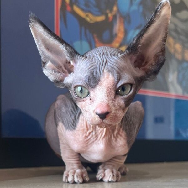 Stunning male Sphynx kitten has an unforgettable look