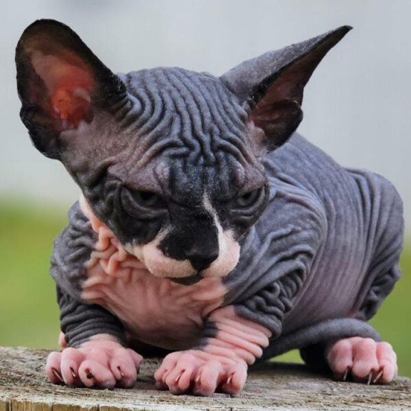 Exceptional Sphynx Kittens From Champion Lines