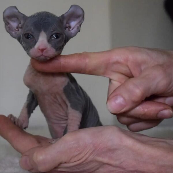 eserve Elf Sphynx kittens before Christmas