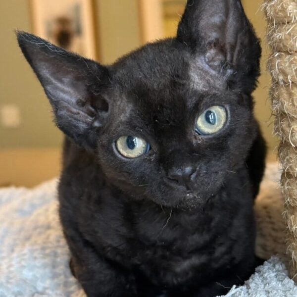 Last Devon Rex kitten, Female Devon Rex for sale, Show-line Devon Rex kitten, Adopt Devon Rex near me, Premium Devon Rex breeder, Devon Rex kitten ready now,