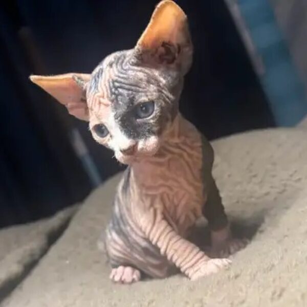 Sphynx kittens for adoption Canada