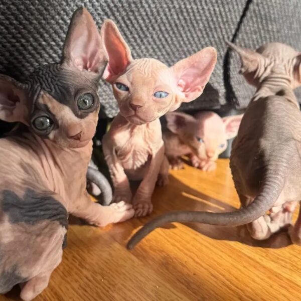  Adopt Sphynx kitten Los Angeles
