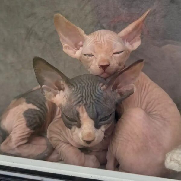  Adopt Sphynx kitten Los Angeles