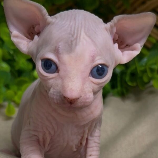Sphynx kittens in Dalton, Georgia,