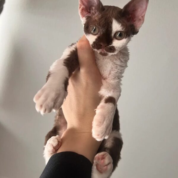 adopt Tortoiseshell kittens USA Tortoiseshell kittens for sale Canada buy Tortoiseshell kitten near me home-raised tortie kittens USA 