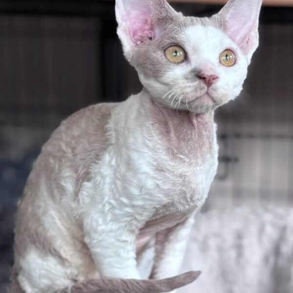 adopt Devon Rex kittens USA 