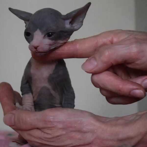 eserve Elf Sphynx kittens before Christmas