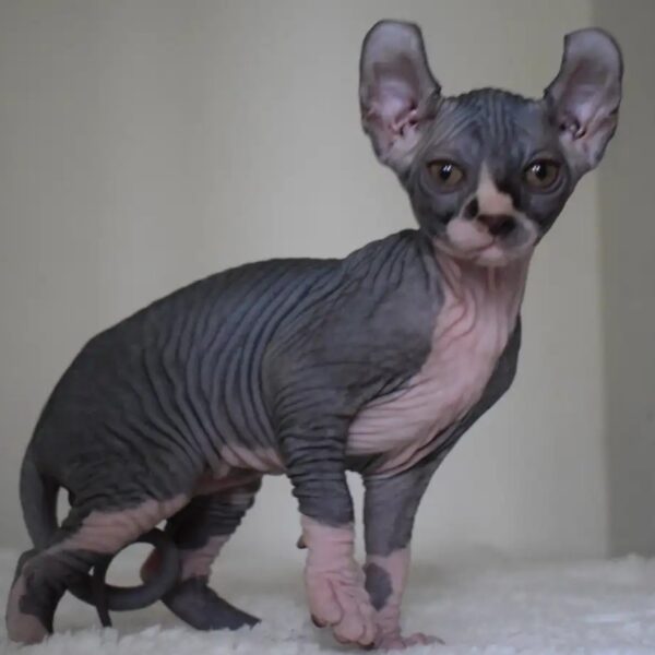  Black bicolour Sphynx kitten Ottawa ON,