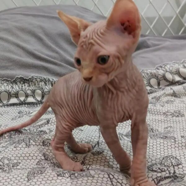 Rexo — Male Purebred Sphynx Kitten for Adoption