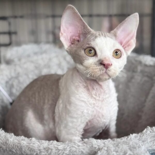 adopt Devon Rex kittens USA 