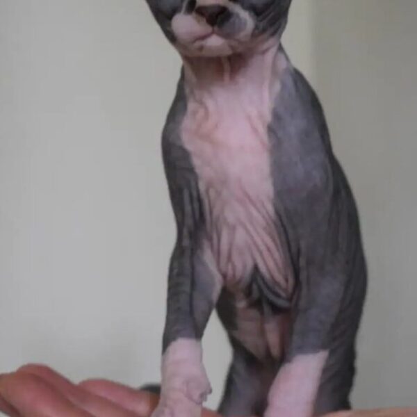 Elf Sphynx kitten for adoption in Salem OR,