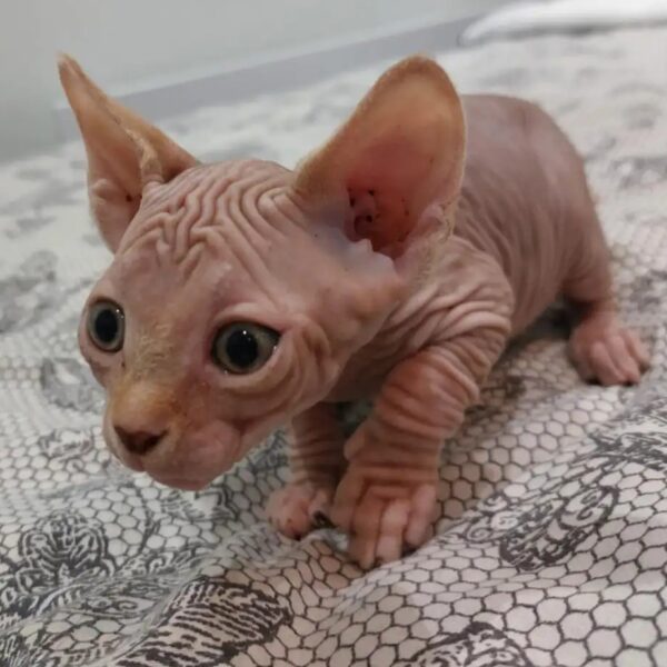 Rexo — Male Purebred Sphynx Kitten for Adoption