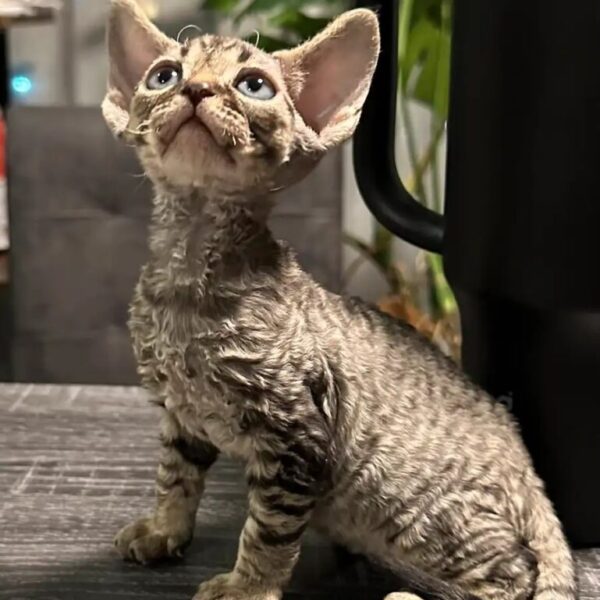  buy Devon Rex kitten near me