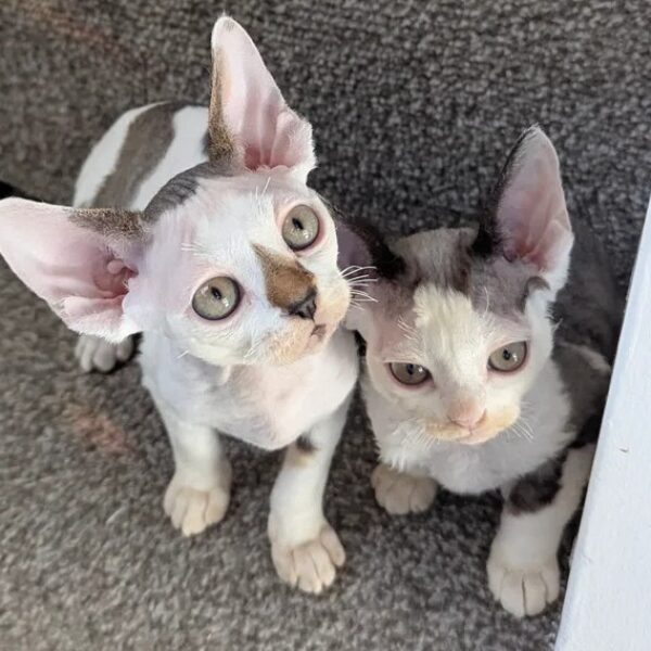 Pure Devon Rex Boys Raised with Heart