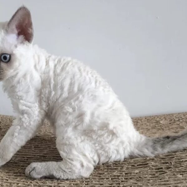 Garlic – The Devon Rex Girl Who Melts Hearts and Moistens Eyes